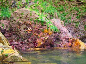 Sea kayaking and checking out the vertical tide pools around Puffin Island in Sandy Cove 3 (1)   